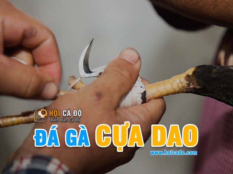 Đá gà cựa dao có những đặc điểm gì ?