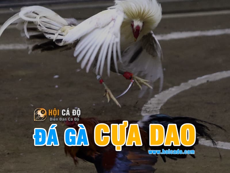 Đá Gà Cựa Dao