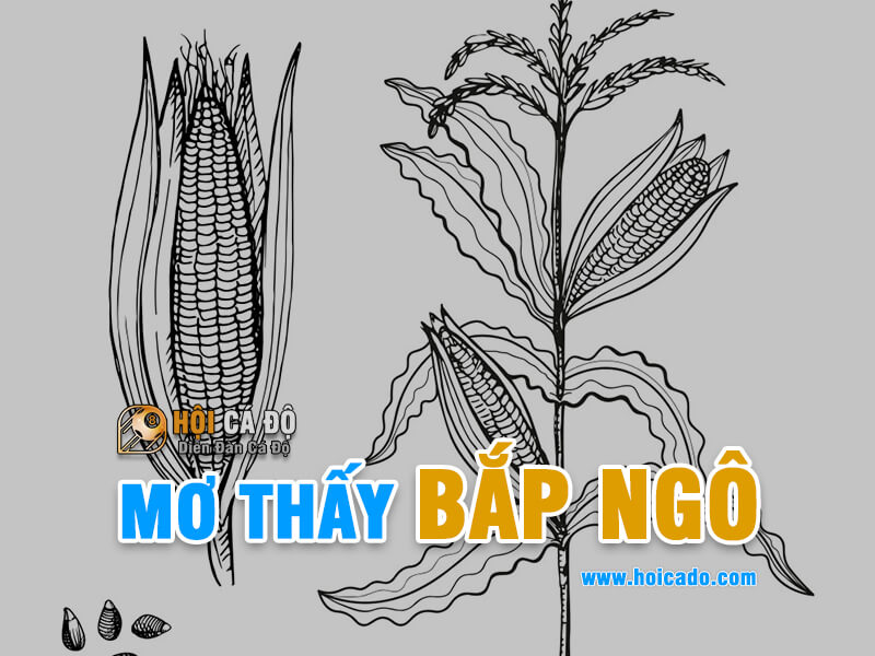 Giải mã điềm báo khi mơ thấy bắp ngô